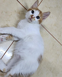 حيوانات اليفة