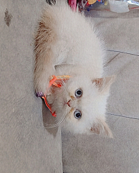 حيوانات اليفة