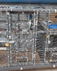 حيوانات اليفة