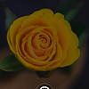 floreda