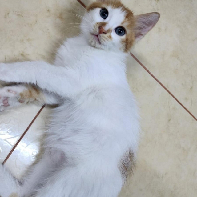 حيوانات اليفة