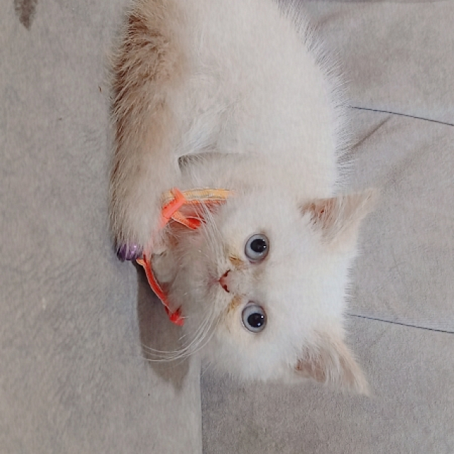 حيوانات اليفة