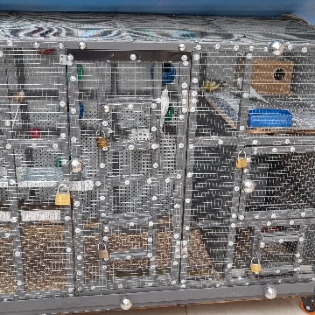 حيوانات اليفة